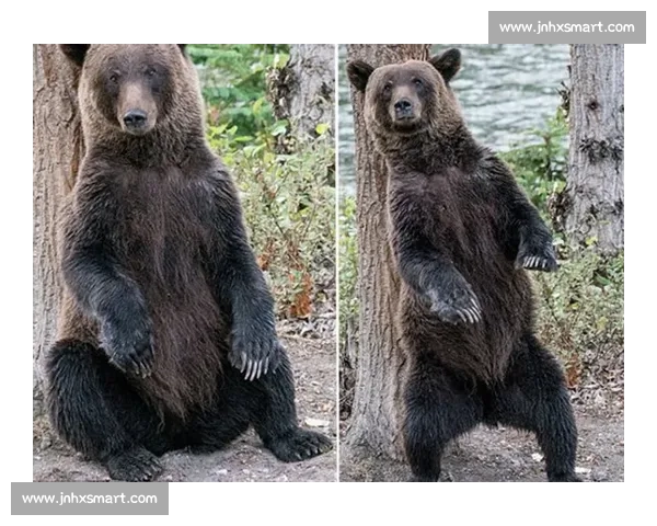 棕熊与黑熊正面对决谁才是森林真正霸主生态实力全面对比解析